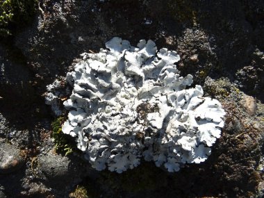 Kaya üzerinde beyaz deniz yosunu.