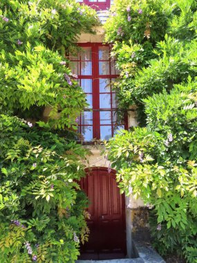 Çiçek açmış güzel glycinler