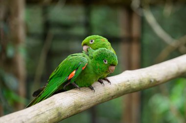 green parrot looking from the birdhouse . High quality photo clipart