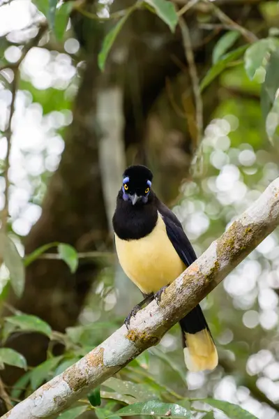 Brasilian ormanında Pompom Jay. Yüksek kalite fotoğraf