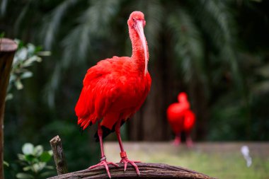 Bagajda kırmızı aynak var. Yüksek kalite fotoğraf