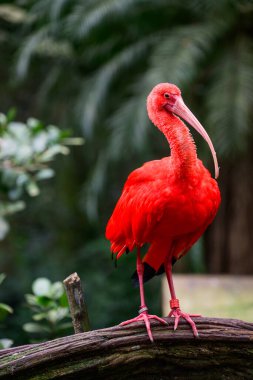 Bagajda kırmızı aynak var. Yüksek kalite fotoğraf