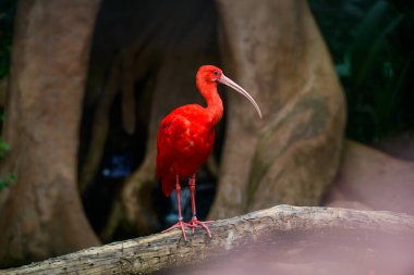 Bagajda kırmızı aynak var. Yüksek kalite fotoğraf