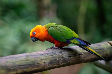 Turuncu papağan şakası neden bu kadar ciddi? Yüksek kalite fotoğraf