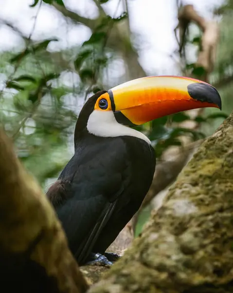 Toco Tucan gülümsüyor. Yüksek kalite fotoğraf