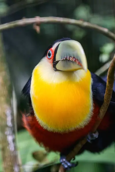 stock image Green beaked toucan. High quality photo