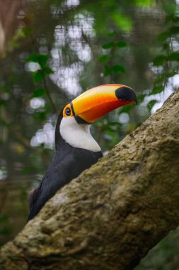 Toco Tucan gülümsüyor. Yüksek kalite fotoğraf
