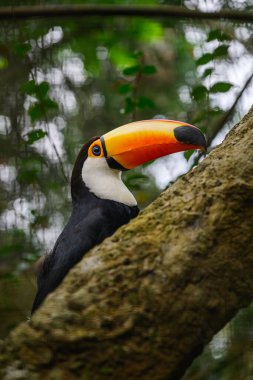 Toco Tucan gülümsüyor. Yüksek kalite fotoğraf