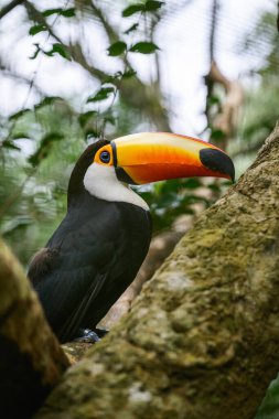 Toco Tucan gülümsüyor. Yüksek kalite fotoğraf