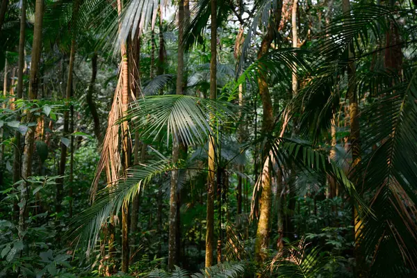 sun in the jungle. High quality photo