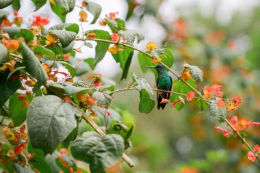 Daldaki sinekkuşu. Yüksek kalite fotoğraf 
