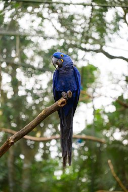 Macaw flying in the natural park. High quality photo clipart