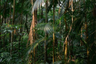 Ormandaki güneş. Yüksek kalite fotoğraf