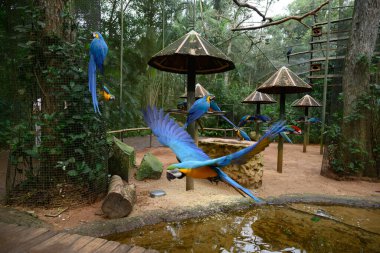 Macaw flying in the natural park. High quality photo clipart