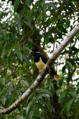 Pompom jay in the brasilian forest. High quality photo clipart