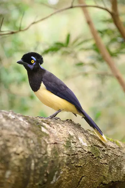 Brasilian ormanında Pompom Jay. Yüksek kalite fotoğraf