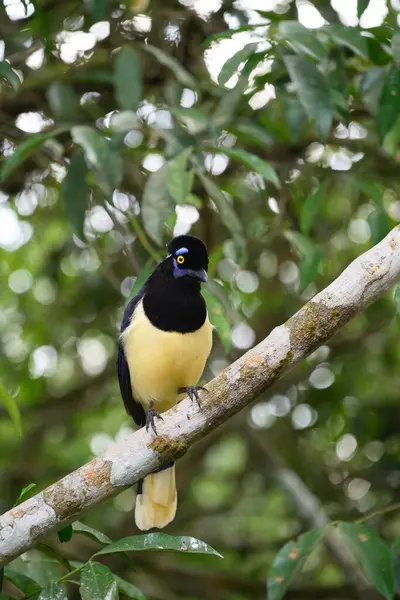 Brasilian ormanında Pompom Jay. Yüksek kalite fotoğraf