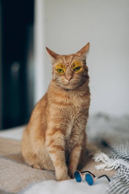 Havalı güneş gözlükleriyle havalı görünen şık bir kedi, rahat bir şekilde yumuşak bir yatakta oturup, rahat ortamının tadını çıkarıyor.