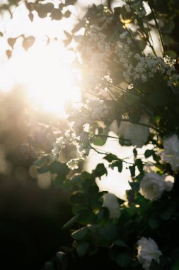 The bright sun is shining beautifully through the lush green leaves of a tree adorned with lovely white flowers in bloom clipart