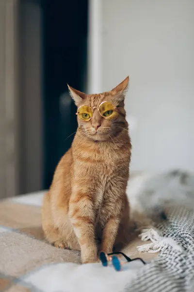 Moda güneş gözlüğü takan şık bir kedi rahat bir şekilde yumuşak ve rahat bir yatakta oturuyor ve onu inanılmaz derecede rahat ve şık gösteriyor.