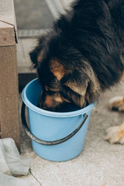 Bir köpek eğiliyor ve yanında duran mavi kovadan ferahlatıcı su içiyor.