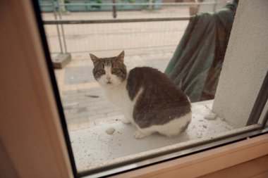 Güzel bir kedi, pencerenin pervazında rahatça oturuyor, pencerenin ötesindeki manzarayı merakla izliyor, manzaranın tadını çıkarıyor.