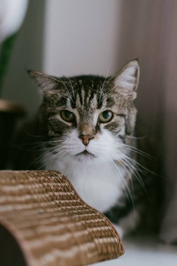 Evcil bir kedi, karton bir kutunun üzerinde rahatça otururken merakla kameraya bakıyor ve anı güzel bir şekilde yakalıyor.