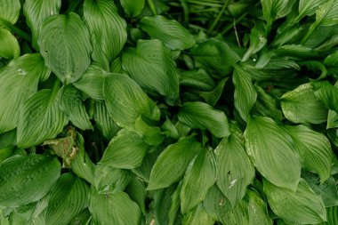 Bu resim, yoğun bir şekilde güzel bir bitkinin üzerinde toplanmış yemyeşil yaprakların detaylı bir yakın çekimini sergiliyor.