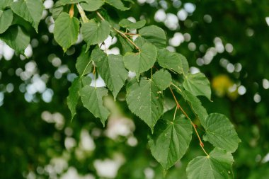 Bu, yemyeşil yapraklı bir ağaç dalının detaylı bir görüntüsü, doğanın ve bitkilerin güzelliğini gösteriyor.