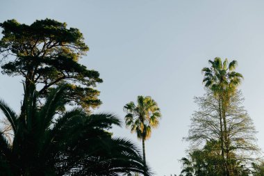 Çok sayıda palmiye ağacının canlı mavi gökyüzüne karşı sergilenmesi gerçekten büyüleyici bir görsel kontrast yaratır.