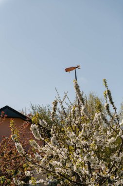 Resimli bir yel değirmeni zarif bir şekilde etrafını saran güzel beyaz çiçeklerle süslenmiş uzun bir ağacın tepesine konur.