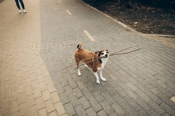 Bir insan, aydınlık bir günde, mahallesinde asfalt kaldırım boyunca tasmalı bir köpekle rahatça yürüyüşe çıkar.