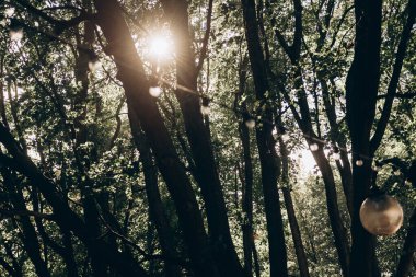 Parlak güneş, huzurlu ormandaki yemyeşil ağaçların arasından güzel bir şekilde parlıyor. Sıcak ve davetkar bir atmosfer yaratıyor.