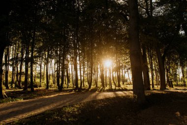 Parlak güneş, güzel ormandaki ağaçların arasında parıldıyor. Göz kamaştırıcı bir görsel etki yaratıyor.