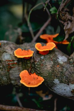 Şu anda bir ağaç dalında yetişen turuncu mantarlar, çevresini çevreleyen doğal manzaraya canlı bir dokunuş ekleyerek, doğal güzellikleri gözler önüne seriyor.