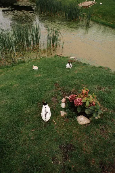 Siyah ve beyaz bir kedi, yemyeşil çimenlerde, sakin bir göletin yanında güneşli günün tadını çıkartıyor.