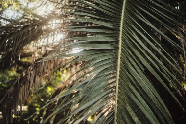 Resmedilmeye değer bir grup ağaç, titrek bulutlarla süslenmiş canlı bir mavi gökyüzüne karşı tembelce sürükleniyor.