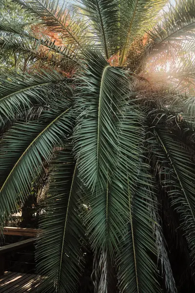 Resmedilmeye değer bir grup ağaç, titrek bulutlarla süslenmiş canlı bir mavi gökyüzüne karşı tembelce sürükleniyor.