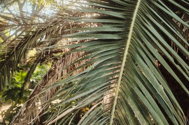 Resmedilmeye değer bir grup ağaç, titrek bulutlarla süslenmiş canlı bir mavi gökyüzüne karşı tembelce sürükleniyor.