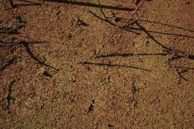 Çevresindeki doğal dokular ve gölgeler arasında dinlenen birkaç dalın yer aldığı zengin kahverengi bir yüzeye ait ayrıntılı bir yakın plan.