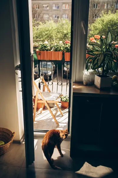 Evcil bir kedi, dış uzaya bakan bir balkonun önünde duruyor ve çevresinin tadını çıkarıyor.
