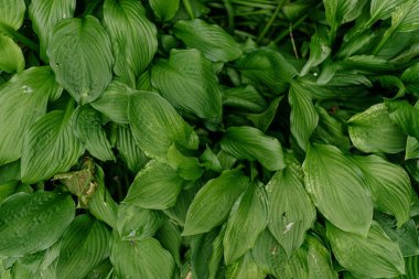 Bu resim, yoğun bir şekilde güzel bir bitkinin üzerinde toplanmış yemyeşil yaprakların detaylı bir yakın çekimini sergiliyor.