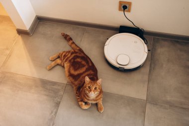 Yumuşak bir kedi, işini sessizce yapan modern bir robot süpürgenin yanında huzur içinde yerde yatıyor.