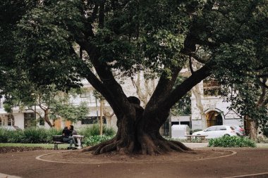 Bir adam, güzel bir park ortamında, büyük yapraklı bir ağacın gölgesinde, ahşap bir bankta rahatça oturmaktadır.