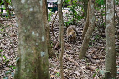 Meraklı bir sincap yiyecek bulmak ve depolamak için büyüleyici ormanda yol alıyor.