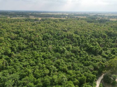 Derin Orman Hava Görünümü