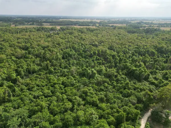 Derin Orman Hava Görünümü