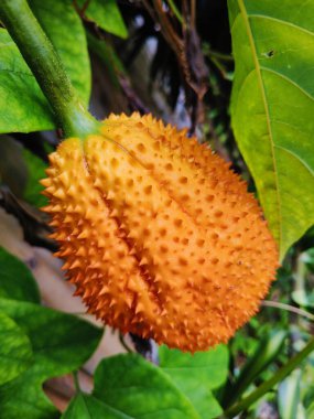 Yaprakların etrafında güzel meyveli momordika