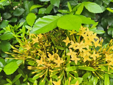 Bahçe, Tayland 'da sarı Ixora çiçeği. Ixora Chinensis, 4k stok fotoğrafı.