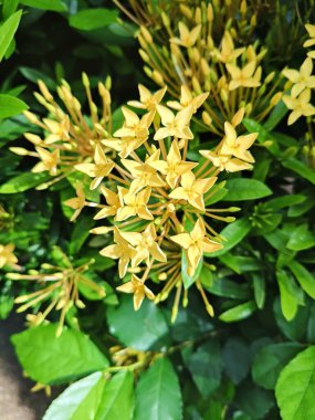 Bahçe, Tayland 'da sarı Ixora çiçeği. Ixora Chinensis, 4k stok fotoğrafı.